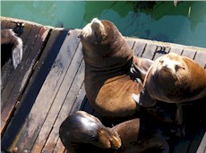 Sea Lions